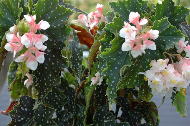 B. ‘Annan Blossom’